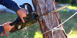 Best Tree Disease Treatment  in Bayou Vista, LA