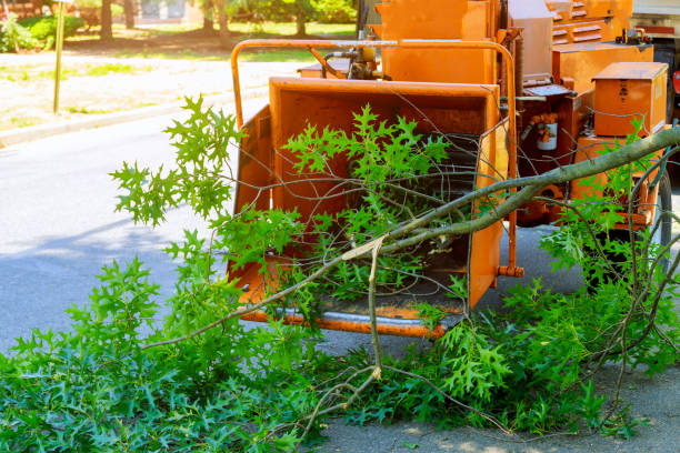 Best Weed Control  in Bayou Vista, LA