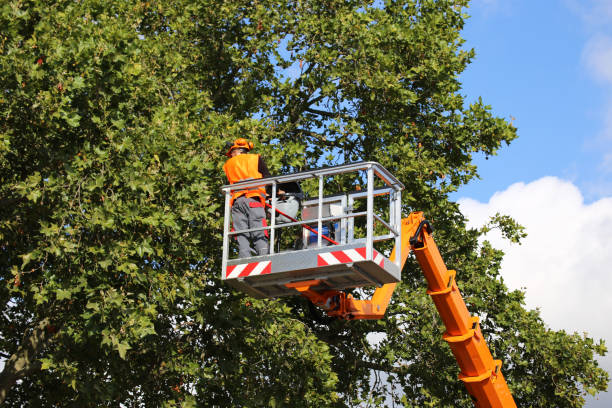 Best Storm Damage Tree Cleanup  in Bayou Vista, LA