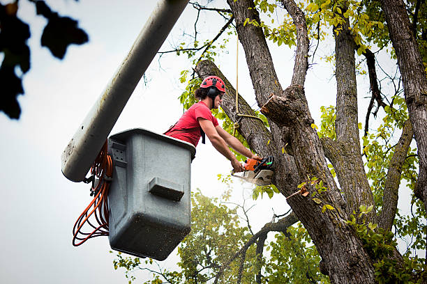 Best Arborist Consultation Services  in Bayou Vista, LA