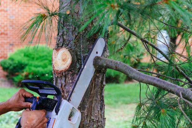 Best Palm Tree Trimming  in Bayou Vista, LA